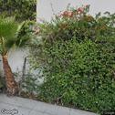 Oral Medicine & Pathology Center: Parish Sedghizadeh, DDS, MS, dentists office located at 9201 W Sunset Blvd, West Hollywood, CA.